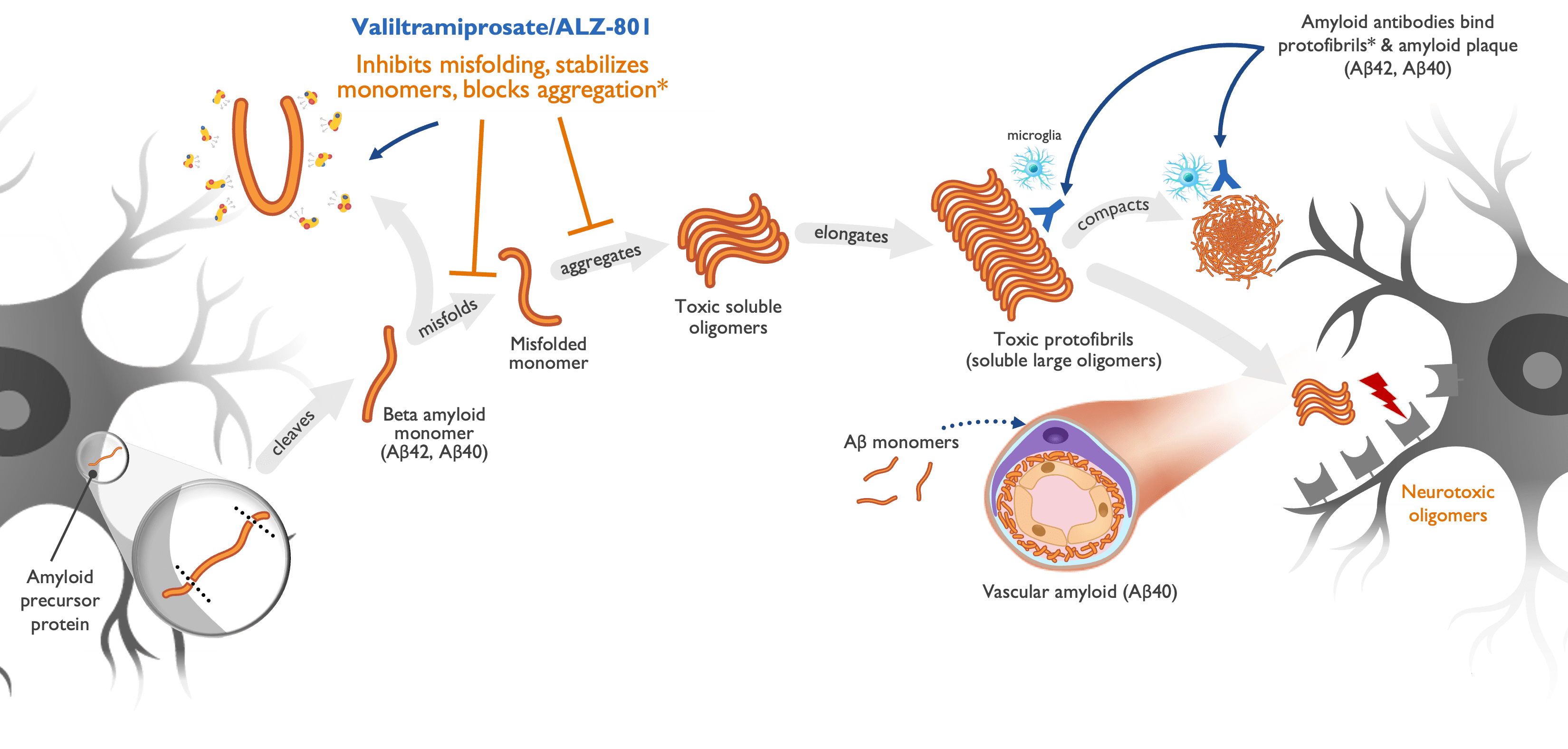 Valiltramiprosate/ALZ-801 acts upstream in amyloid cascade